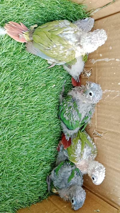 pineapple green chick conure lovebirds