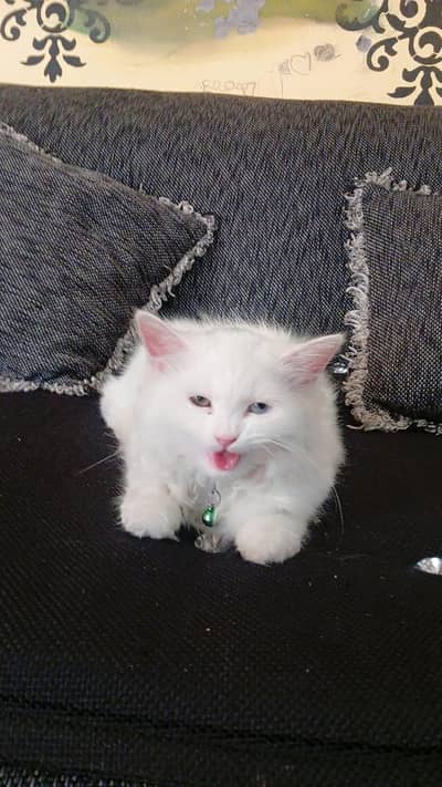 percion cat