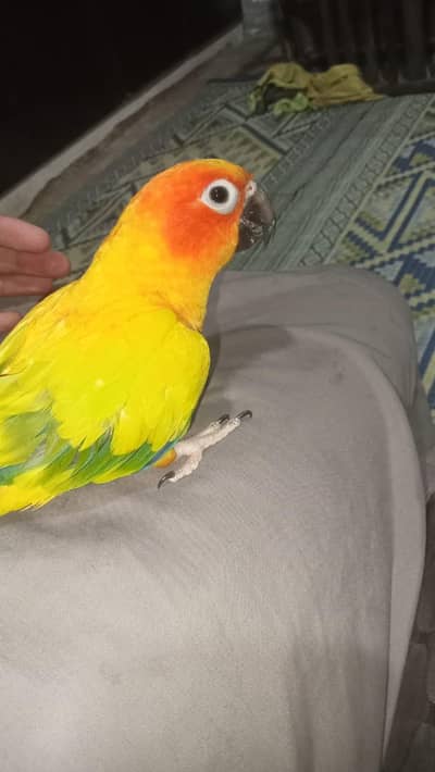 Sun Conure Male 1 Year Old   | Healthy & Affordable