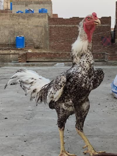 Aseel Shamo male available in Coco colour