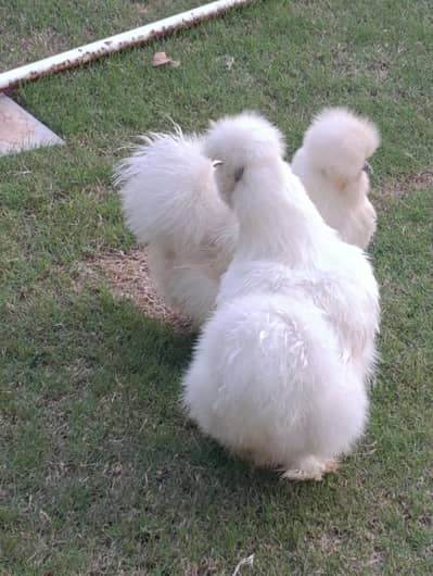 2 Silkie chickens pair