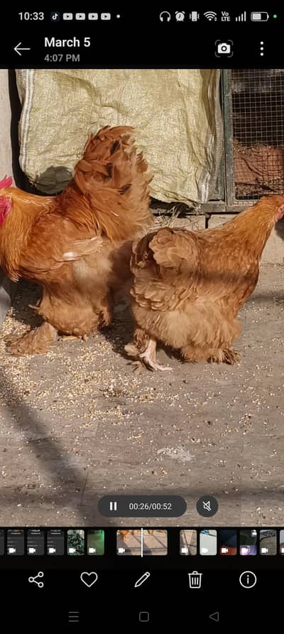 golden buff pair & 2 hens more