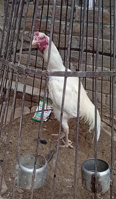 Pure Aseel Hen Urgent For Sale