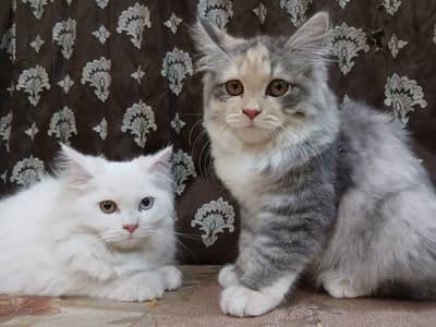 Persian cat fully vaccinated