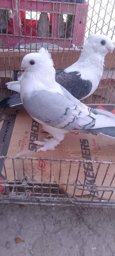 Sentient Pigeon