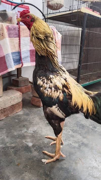 Aseel male and female adult pair for sale