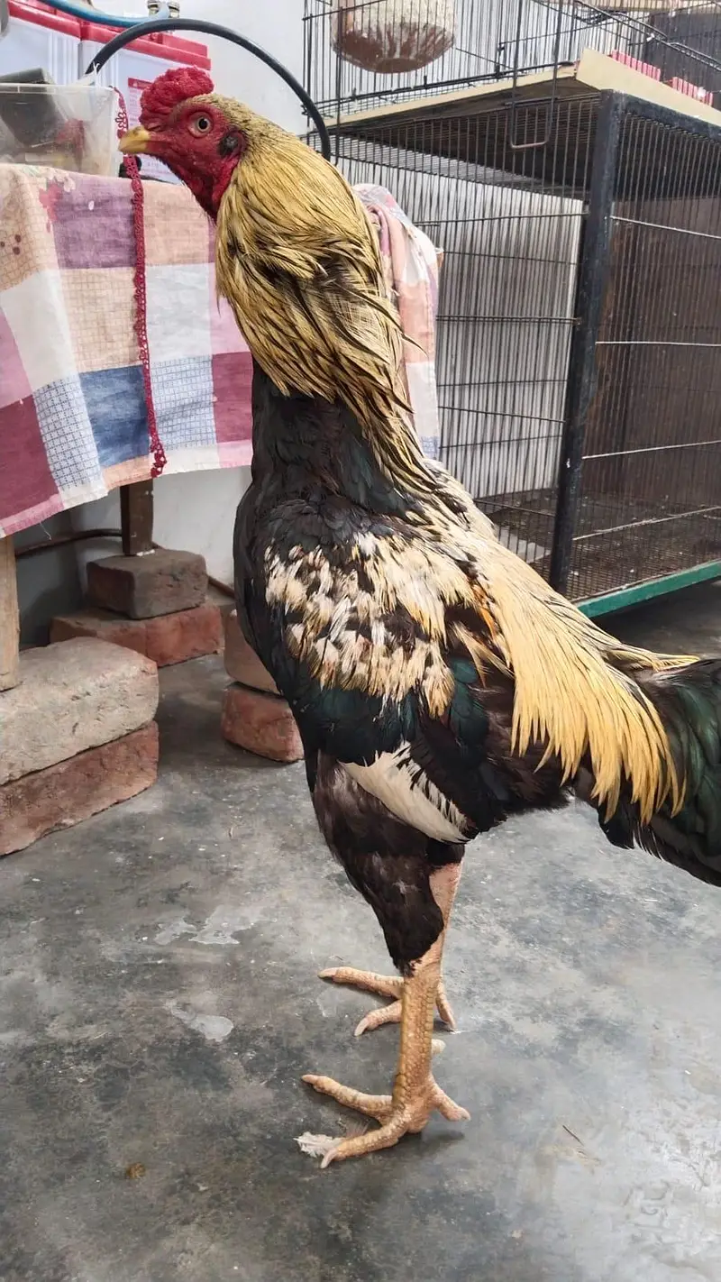 Aseel male and female adult pair for sale
