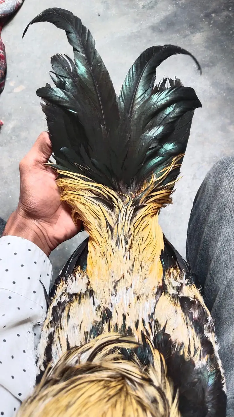 Aseel male and female adult pair for sale — photo 2