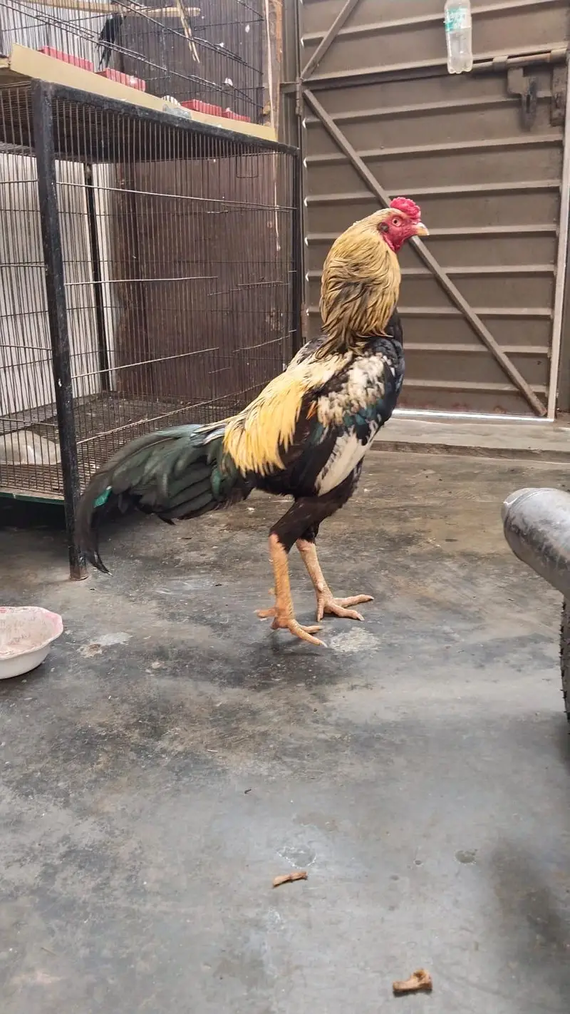 Aseel male and female adult pair for sale — photo 3
