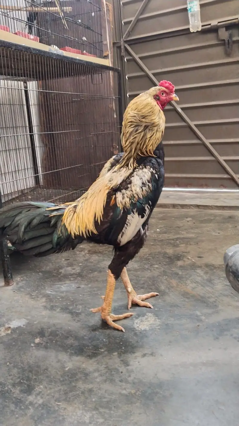 Aseel male and female adult pair for sale — photo 4