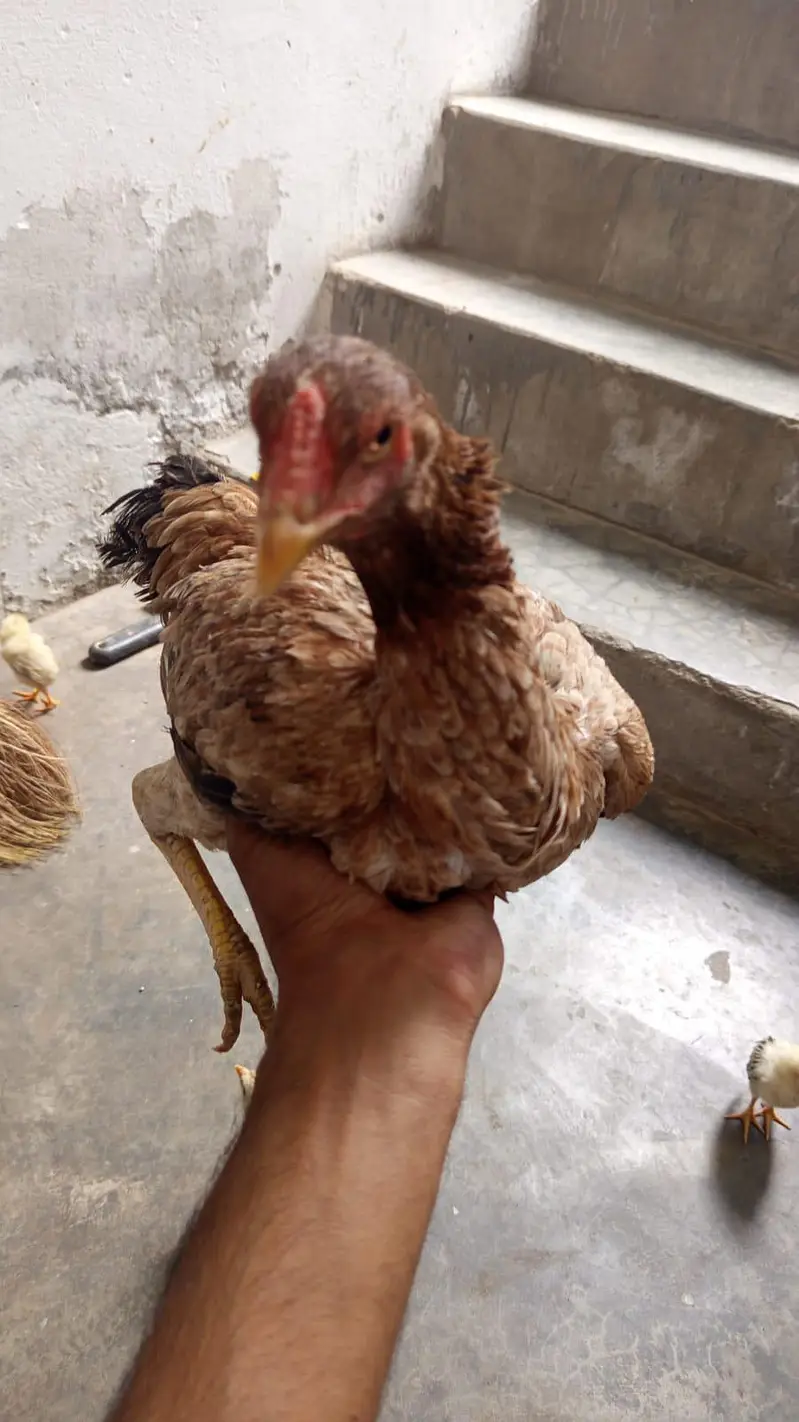 Aseel male and female adult pair for sale — photo 5
