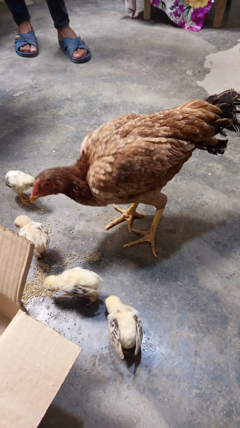 Aseel male and female adult pair for sale — photo 6