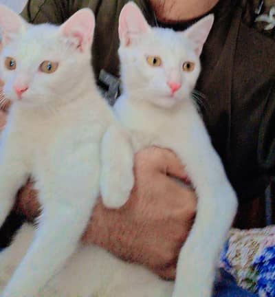 two cats for sale/ fully trained pair of cats /khao manee
