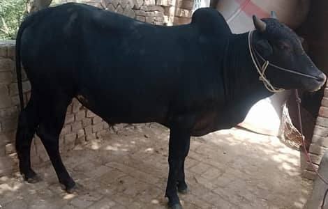 Qurbani ka bail for sell
