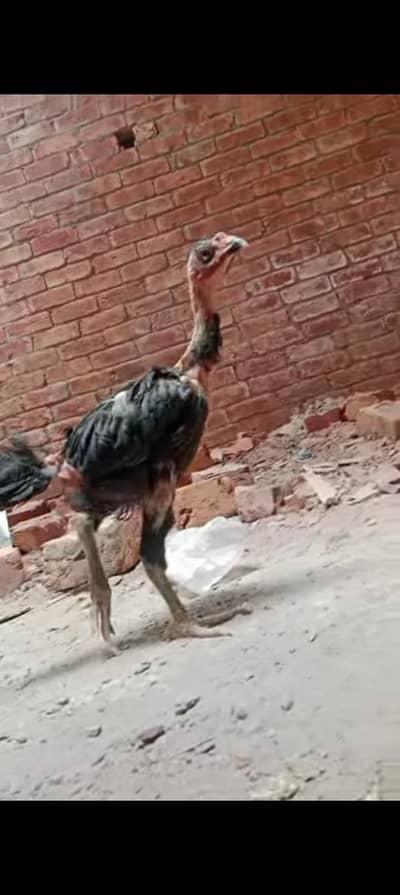 barmi patha for sale high quality gangi price fixed h jis ko smj a l j