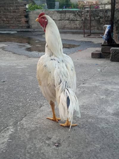 Aseel Patha For Sale