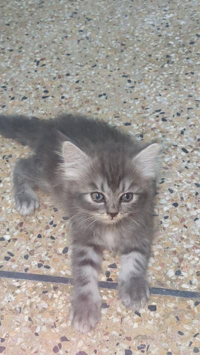 Siberian  semi punch face kittens Siberian