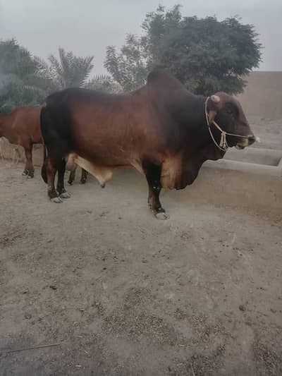 Beautiful Heavy Weight Cargo Bull for Qurbani 2026