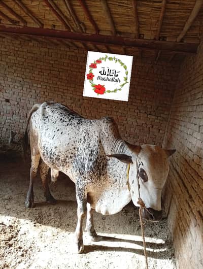 قربانی والے بچھڑے 03065269311