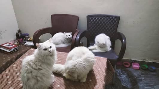 Persian white cats