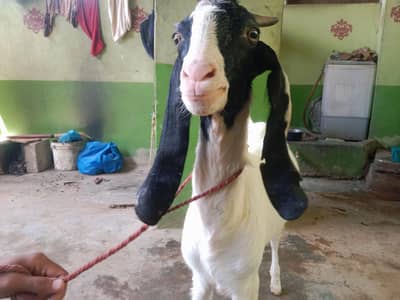 2 dant khassi bakra qurbani for sale