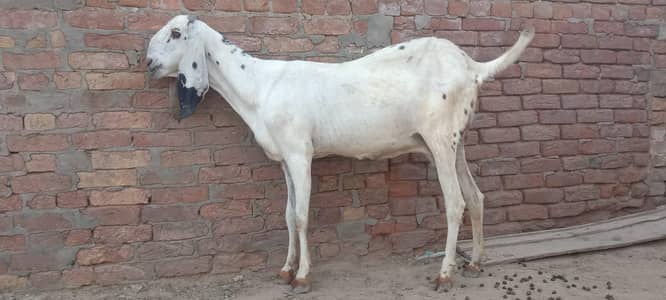 gote for sale