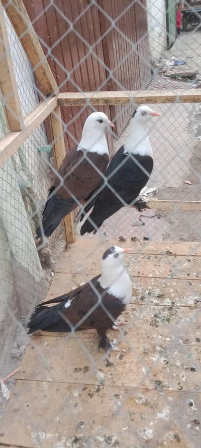 karblai red cherry swallow pigeon for sale