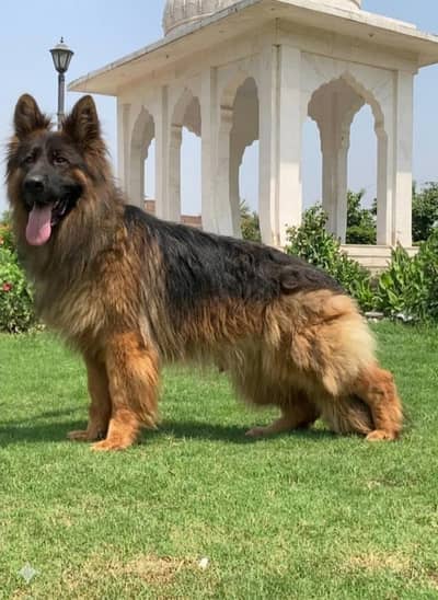 German shepherd triple coat male 15 month age available