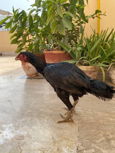 2 female