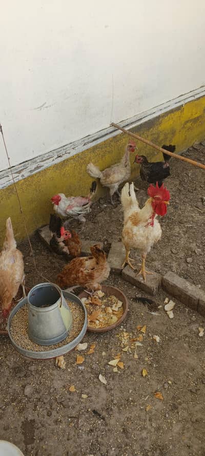 misri hens