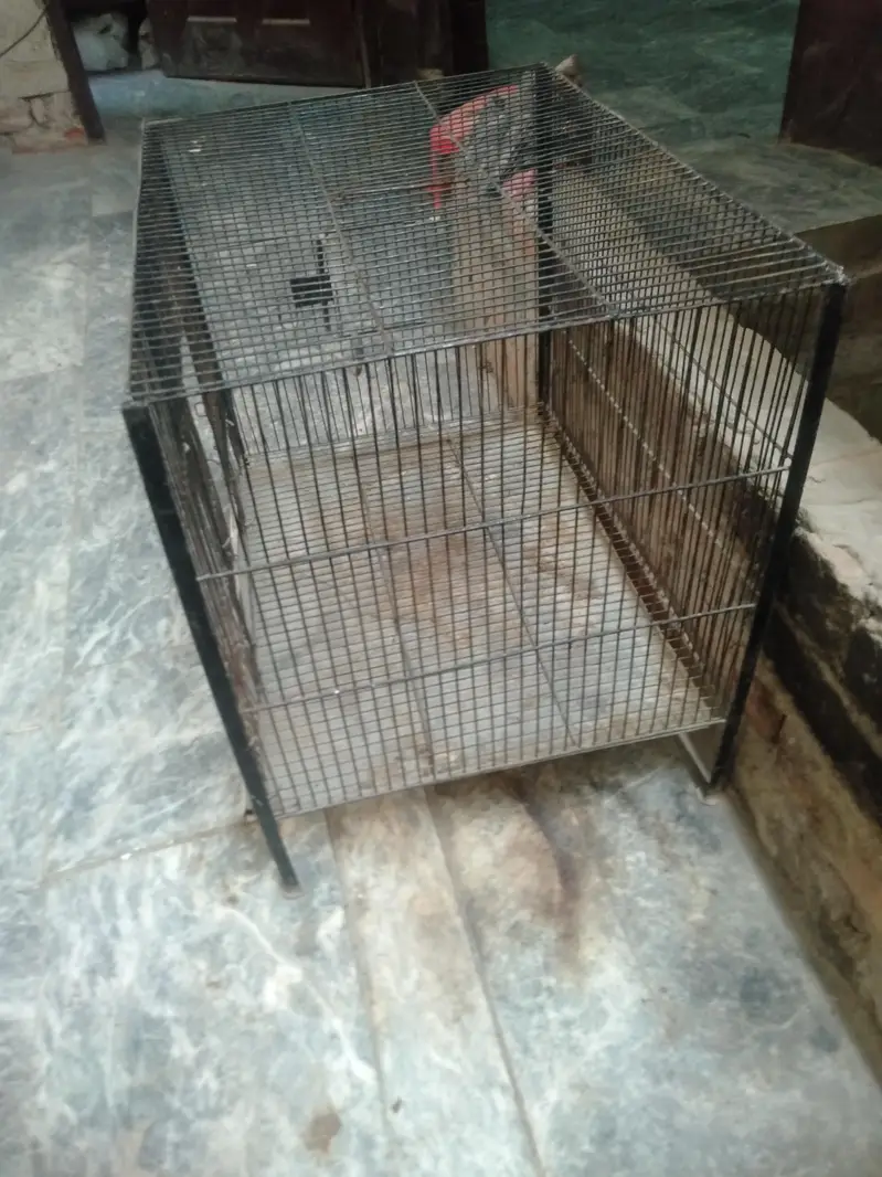 Black Cage for birds & Animals — photo 3