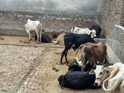 qurbani ka janwer