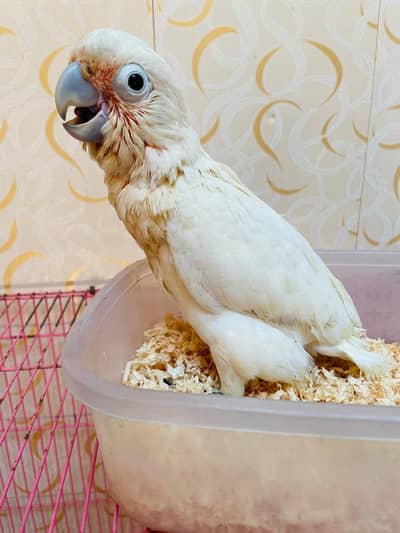 Goffin cockatoo for sale (cockatoo) (grey parrot) (parrot) (bird)
