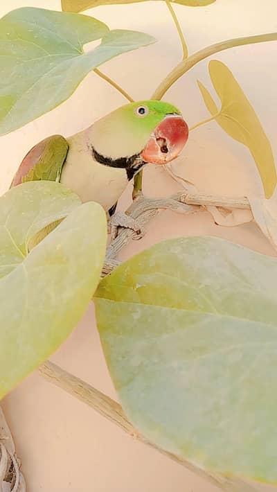 argent sale your parrot it's good parrot