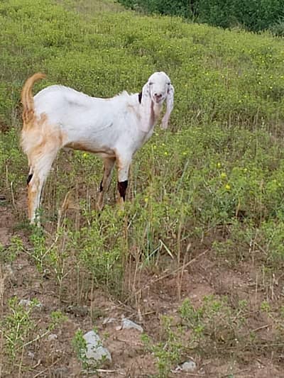 Qurbani K bakra