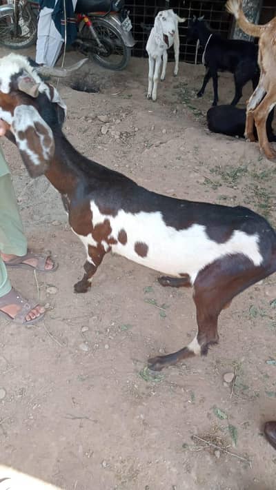 bakra he 35k mang rhy hen 2 dant he acha he d12 me he