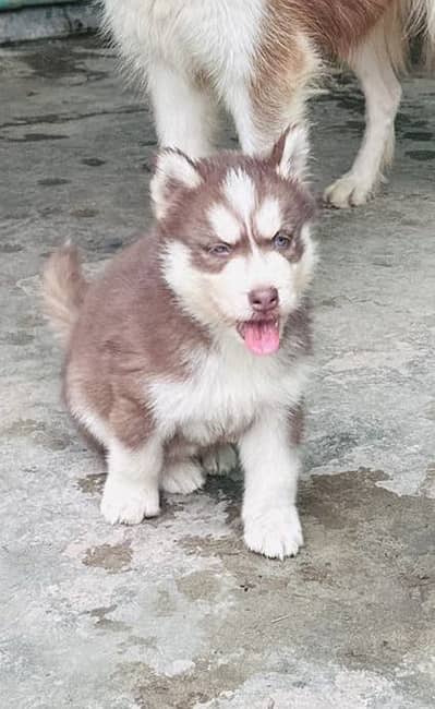 Imprted blood line siberian husky puppy | blue eyes | Full brown coat