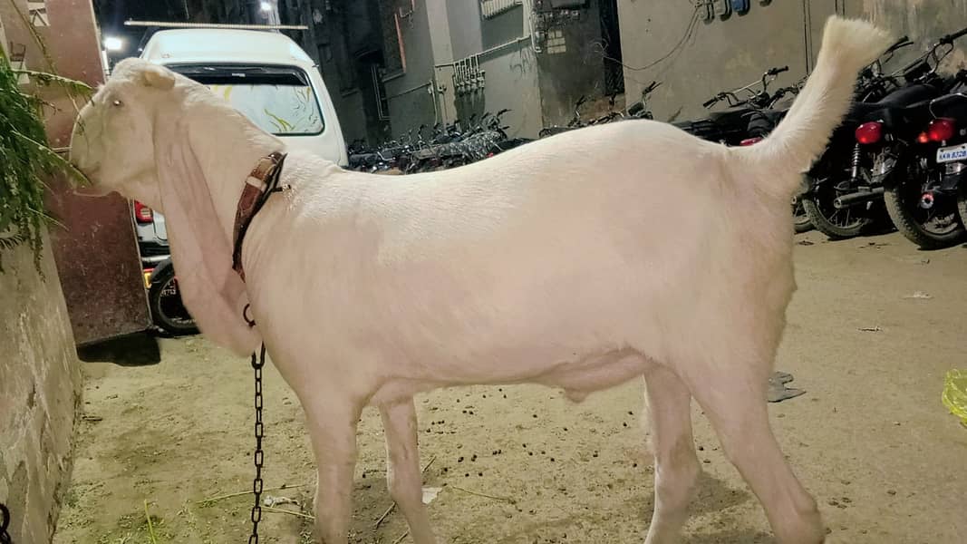 2 danth bakra 0