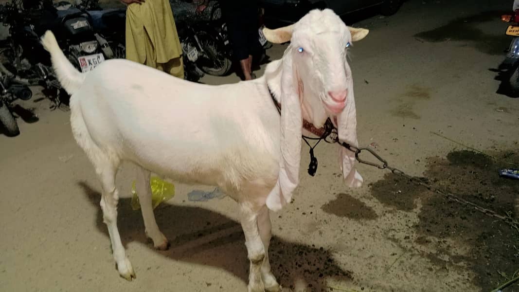 2 danth bakra 1