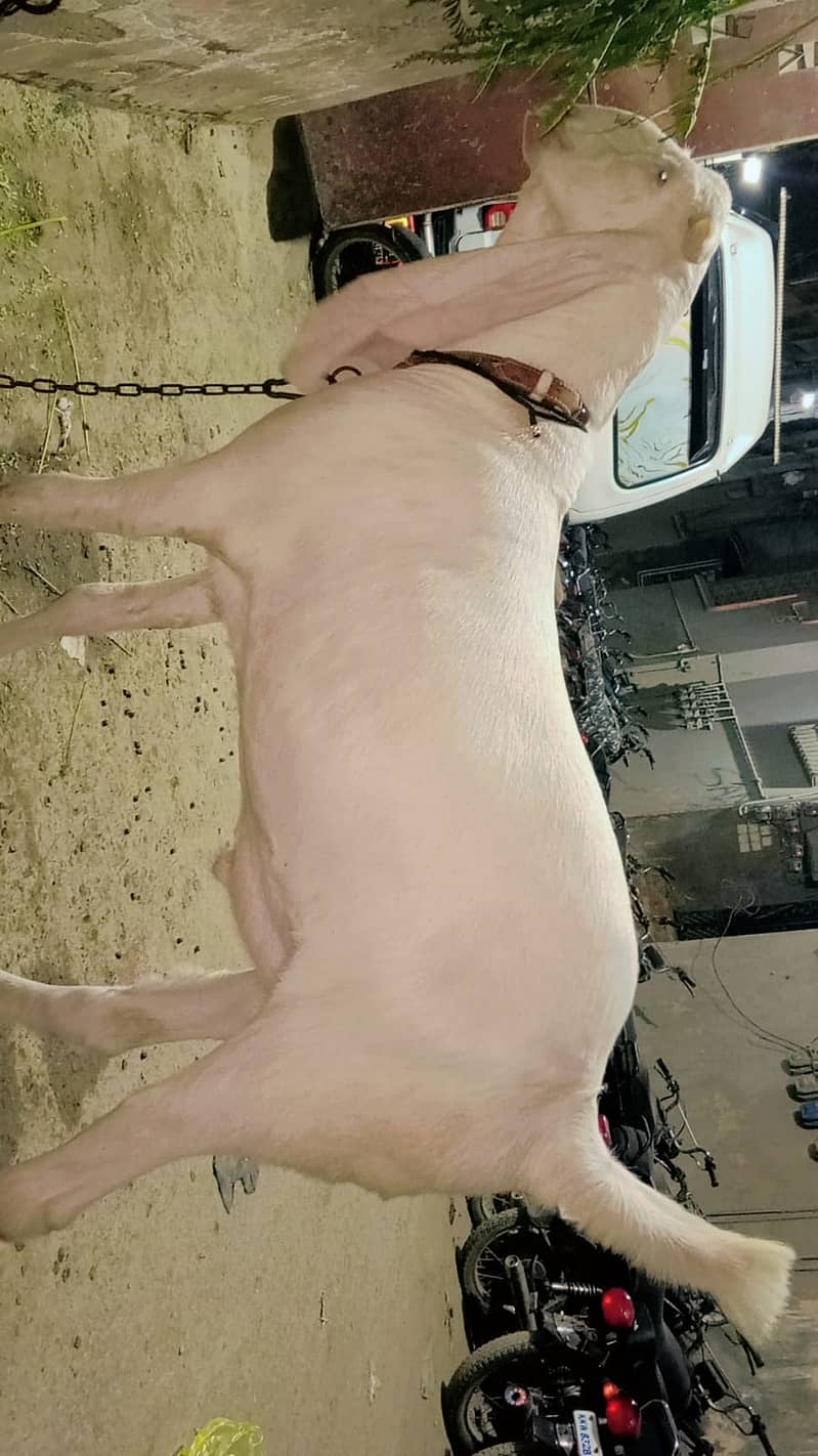 2 danth bakra 2