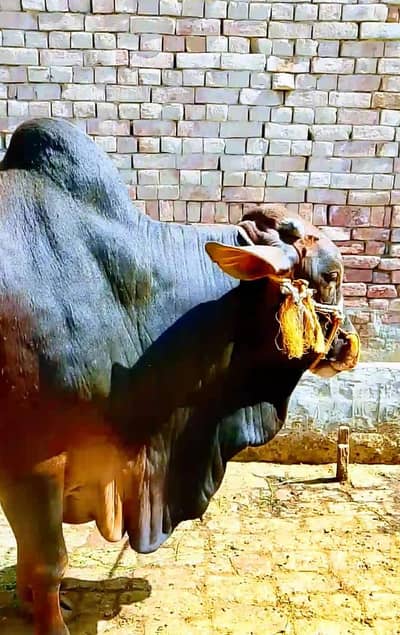 Dasi Bull for sale 250kg meat weight