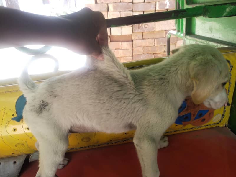 bully dog 1