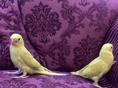Yellow , Rambo & turquoise Ringneck