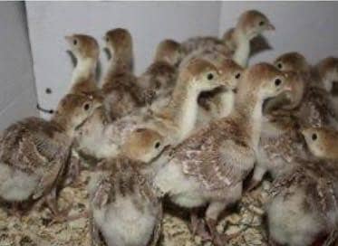 Turkey chicks