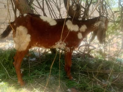 bakri  for sale 8 dhaat Hein khatna ki lay final 27