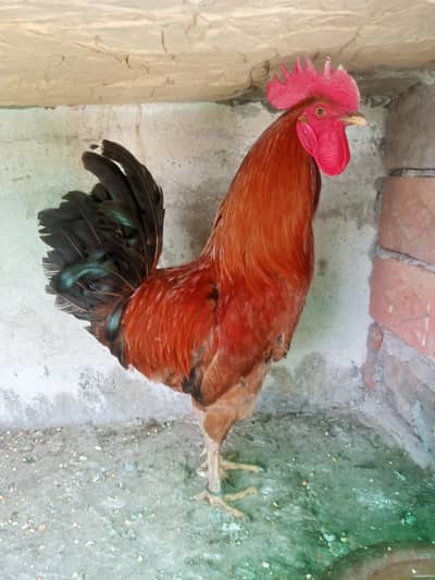 Breeder murga