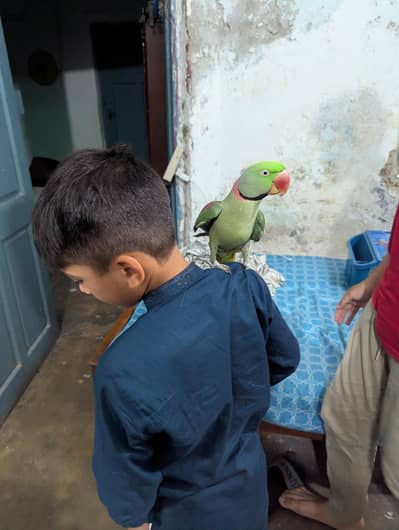 hand tame raw parrot  on mood talking