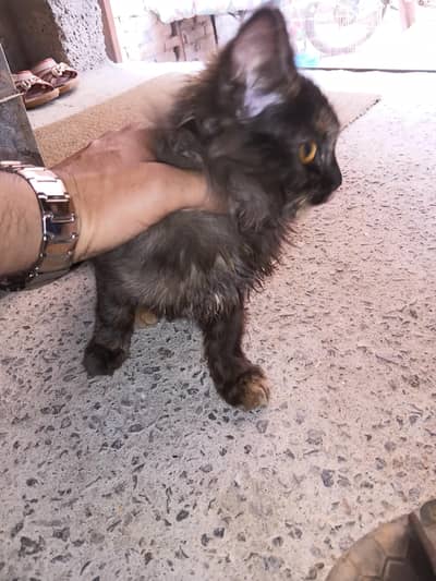 black pircian cat