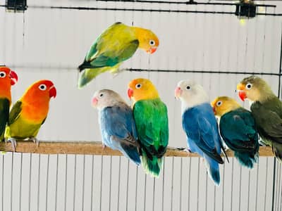 mutation lovebirds setup for sale (before Eid)