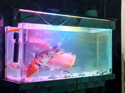 FISH TANK BIG OR 4 BIG KOI FISHES ALL SETUP URGENT SELL